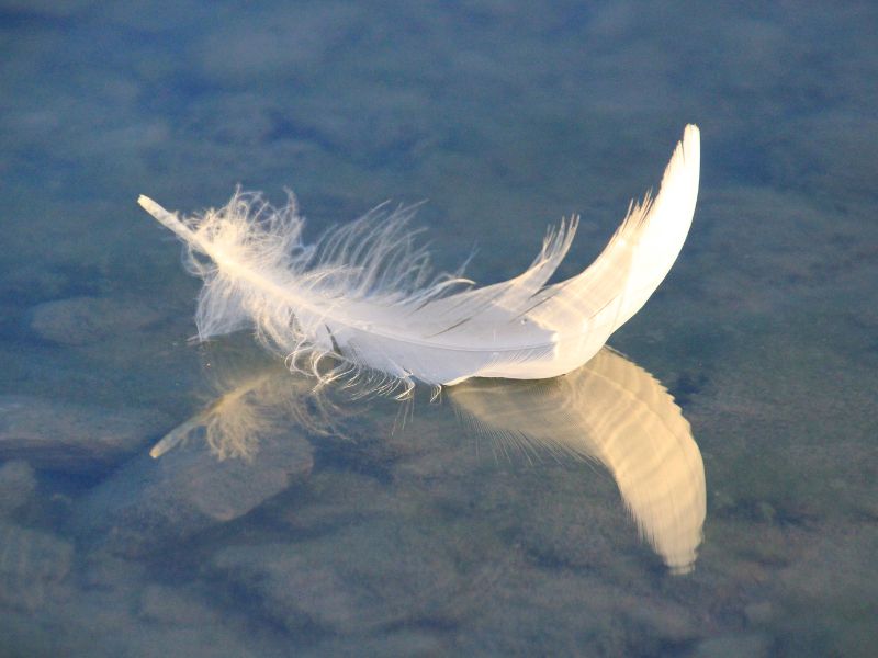 Untitled design - 2024-11-11T150002.318