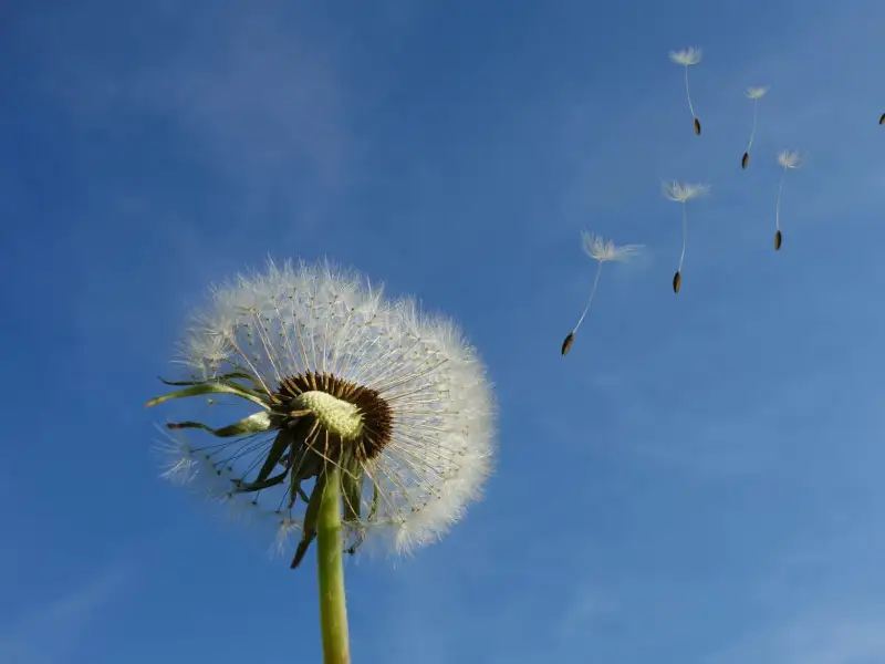 dandelion-image