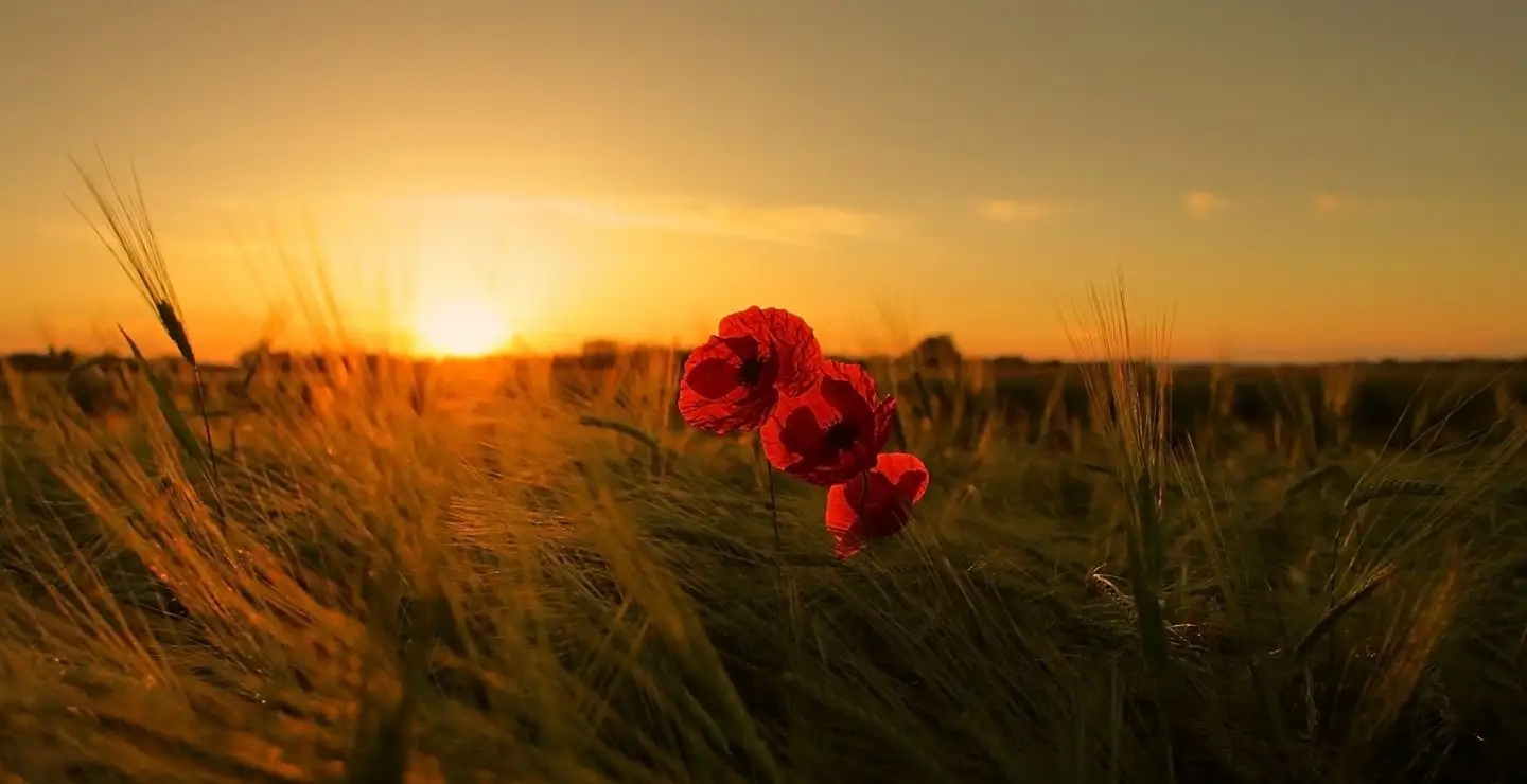 wild grass sunset image